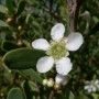 Fleur tea tree